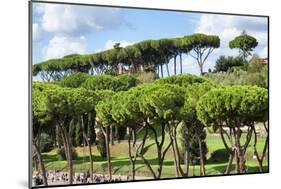 Dolce Vita Rome Collection - Green Trees-Philippe Hugonnard-Mounted Photographic Print