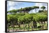 Dolce Vita Rome Collection - Green Trees-Philippe Hugonnard-Framed Stretched Canvas