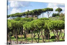 Dolce Vita Rome Collection - Green Trees-Philippe Hugonnard-Stretched Canvas