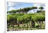 Dolce Vita Rome Collection - Green Trees-Philippe Hugonnard-Framed Photographic Print