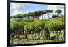 Dolce Vita Rome Collection - Green Trees-Philippe Hugonnard-Framed Photographic Print