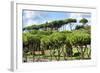 Dolce Vita Rome Collection - Green Trees-Philippe Hugonnard-Framed Photographic Print