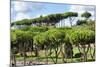 Dolce Vita Rome Collection - Green Trees-Philippe Hugonnard-Mounted Photographic Print
