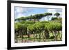 Dolce Vita Rome Collection - Green Trees-Philippe Hugonnard-Framed Photographic Print