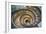 Dolce Vita Rome Collection - Spiral Staircase-Philippe Hugonnard-Framed Photographic Print