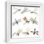 White Frame