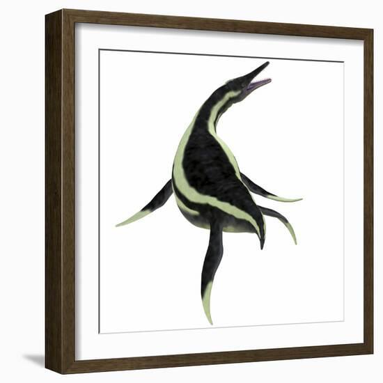 Dolichorhynchops Marine Reptile-Stocktrek Images-Framed Art Print