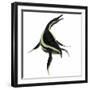 Dolichorhynchops Marine Reptile-Stocktrek Images-Framed Art Print