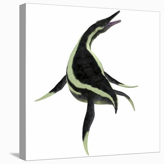 Dolichorhynchops Marine Reptile-Stocktrek Images-Stretched Canvas