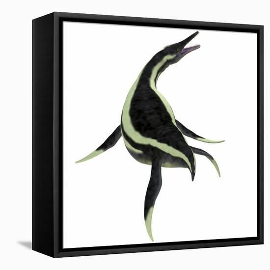 Dolichorhynchops Marine Reptile-Stocktrek Images-Framed Stretched Canvas