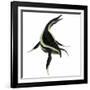 Dolichorhynchops Marine Reptile-Stocktrek Images-Framed Art Print
