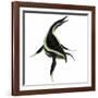 Dolichorhynchops Marine Reptile-Stocktrek Images-Framed Art Print