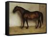 Dollar, a Bay Hunter in a Loose Box-Jean Leon Gerome-Framed Stretched Canvas