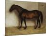 Dollar, a Bay Hunter in a Loose Box-Jean Leon Gerome-Mounted Giclee Print