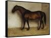 Dollar, a Bay Hunter in a Loose Box-Jean Leon Gerome-Framed Stretched Canvas