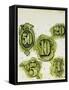 Dollars-George Adamson-Framed Stretched Canvas