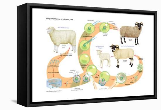 Dolly, the First Mammal Successfully Cloned. Heredity, Genetics-Encyclopaedia Britannica-Framed Stretched Canvas