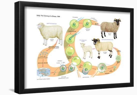 Dolly, the First Mammal Successfully Cloned. Heredity, Genetics-Encyclopaedia Britannica-Framed Poster