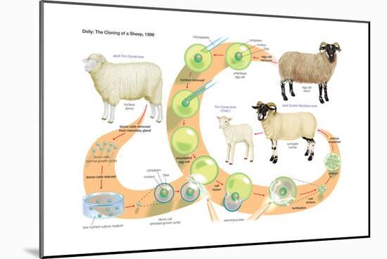 Dolly, the First Mammal Successfully Cloned. Heredity, Genetics-Encyclopaedia Britannica-Mounted Poster
