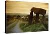 Dolmen in Irish Countryside-Richard T. Nowitz-Stretched Canvas