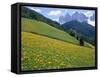 Dolomites Mountains and Wild Yellow Flowers, Villnoss / Val Di Funes, Trentino, Italy-Steve Vidler-Framed Stretched Canvas