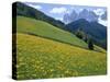 Dolomites Mountains and Wild Yellow Flowers, Villnoss / Val Di Funes, Trentino, Italy-Steve Vidler-Stretched Canvas