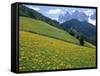 Dolomites Mountains and Wild Yellow Flowers, Villnoss / Val Di Funes, Trentino, Italy-Steve Vidler-Framed Stretched Canvas
