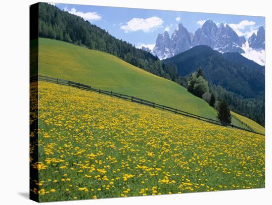 Dolomites Mountains and Wild Yellow Flowers, Villnoss / Val Di Funes, Trentino, Italy-Steve Vidler-Stretched Canvas