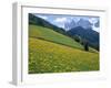 Dolomites Mountains and Wild Yellow Flowers, Villnoss / Val Di Funes, Trentino, Italy-Steve Vidler-Framed Photographic Print