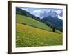 Dolomites Mountains and Wild Yellow Flowers, Villnoss / Val Di Funes, Trentino, Italy-Steve Vidler-Framed Photographic Print