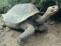 Giant Turtle, Santa Cruz Island, Galapogos Islands-Dolores Ochoa-Framed Stretched Canvas