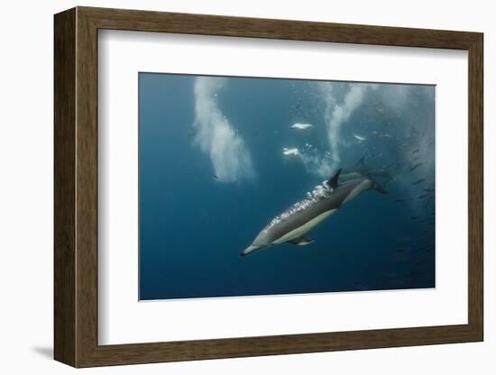 Dolphin and Cape Gannet at Sardine Run, Eastern Cape, South Africa-Pete Oxford-Framed Photographic Print