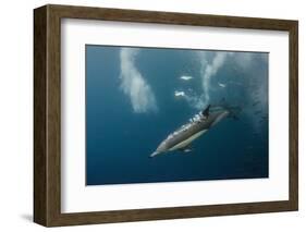 Dolphin and Cape Gannet at Sardine Run, Eastern Cape, South Africa-Pete Oxford-Framed Photographic Print