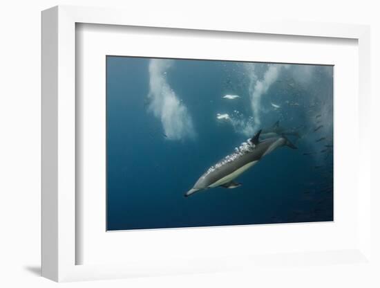 Dolphin and Cape Gannet at Sardine Run, Eastern Cape, South Africa-Pete Oxford-Framed Photographic Print