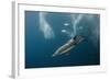 Dolphin and Cape Gannet at Sardine Run, Eastern Cape, South Africa-Pete Oxford-Framed Photographic Print