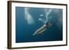 Dolphin and Cape Gannet at Sardine Run, Eastern Cape, South Africa-Pete Oxford-Framed Photographic Print