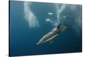 Dolphin and Cape Gannet at Sardine Run, Eastern Cape, South Africa-Pete Oxford-Stretched Canvas