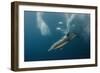 Dolphin and Cape Gannet at Sardine Run, Eastern Cape, South Africa-Pete Oxford-Framed Photographic Print
