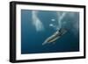 Dolphin and Cape Gannet at Sardine Run, Eastern Cape, South Africa-Pete Oxford-Framed Photographic Print