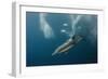 Dolphin and Cape Gannet at Sardine Run, Eastern Cape, South Africa-Pete Oxford-Framed Photographic Print