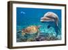 Dolphin and Turtle Underwater on Reef Background Looking at You-Andrea Izzotti-Framed Photographic Print