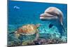 Dolphin and Turtle Underwater on Reef Background Looking at You-Andrea Izzotti-Mounted Photographic Print
