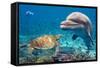 Dolphin and Turtle Underwater on Reef Background Looking at You-Andrea Izzotti-Framed Stretched Canvas