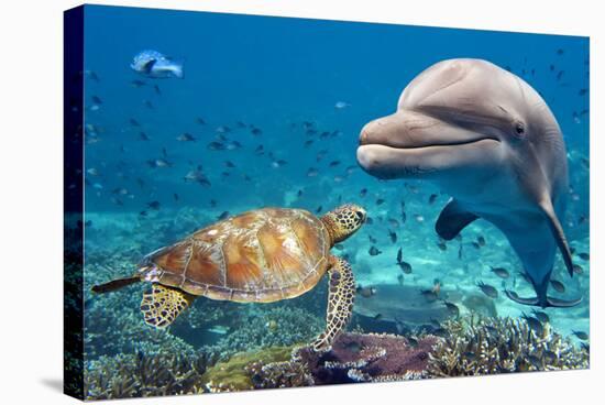 Dolphin and Turtle Underwater on Reef Background Looking at You-Andrea Izzotti-Stretched Canvas