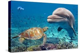 Dolphin and Turtle Underwater on Reef Background Looking at You-Andrea Izzotti-Stretched Canvas