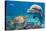 Dolphin and Turtle Underwater on Reef Background Looking at You-Andrea Izzotti-Stretched Canvas