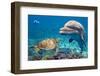 Dolphin and Turtle Underwater on Reef Background Looking at You-Andrea Izzotti-Framed Photographic Print