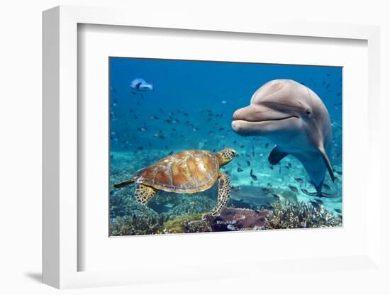 Dolphin and Turtle Underwater on Reef Background Looking at You-Andrea Izzotti-Framed Photographic Print