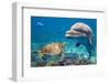Dolphin and Turtle Underwater on Reef Background Looking at You-Andrea Izzotti-Framed Photographic Print