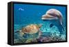 Dolphin and Turtle Underwater on Reef Background Looking at You-Andrea Izzotti-Framed Stretched Canvas